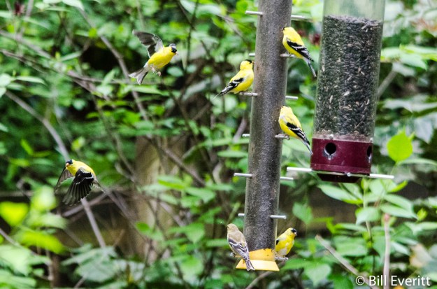 American Goldfinch - Spinus tristis Peachtree Park, Atlanta, GA - April, 2016