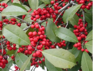 American Holly