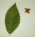 american_beech_leaf_and_seed