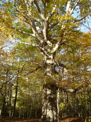Beech_with_Branches