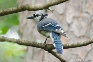 Blue Jay - Cyanocitta cristata Peachtree Park, Atlanta, GA - September 14, 2014