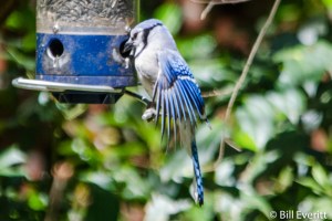 Blue Jay - Cyanocitta cristata Peachtree Park, Atlanta, GA - April, 2016