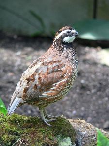 Bobwhite