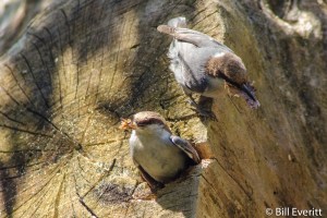Brown-headed Nuthatch