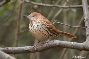 Brown Thrasher