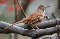 Brown Thrasher - Peachtree Park November, 2015