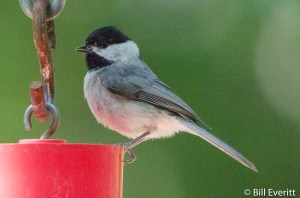 Carolina Chickadee