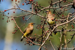 Cedar Waxwings eating Crabapples in January