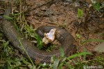 Agkistrodon piscivorus