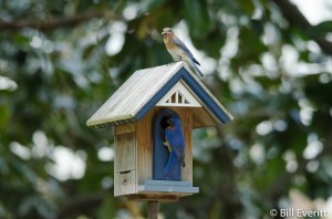 Eastern Bluebird