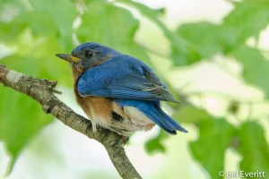 Eastern Bluebird