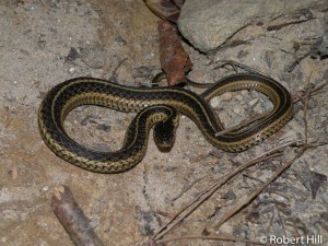 Thamnophis sirtalis