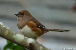 Eastern Towhee