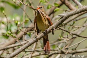Northern Cardinal (female) - Cardinalis cardinalis Atlanta, GA - Peachtree Park - April 5, 2014