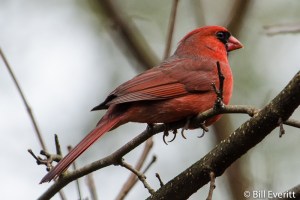 Northern Cardinal (male) - Cardinalis cardinalis Atlanta, GA - Peachtree Park - December 3, 2013
