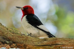 Red-headed Woodpecker