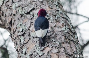 Peachtree Park, Atlanta, GA - June, 2015