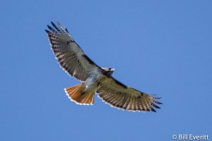 Red-tailed Hawk - Buteo jamaicensis Peachtree Park, Atlanta, GA - November 10, 2014