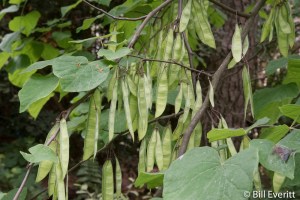 Redbud Seed Pods
