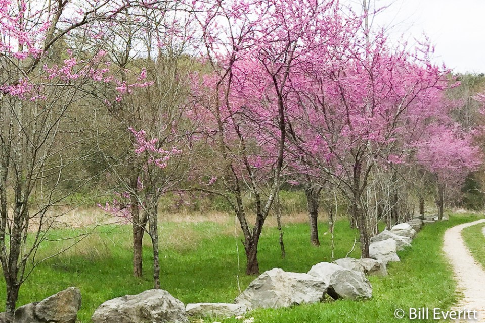 Pocket Park - North Georgia