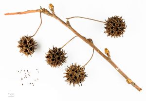 Sweetgum Fruit