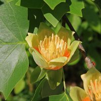 tulip_poplar_flower