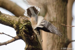 White-breasted Nuthatch - Sitta carolinensis Peachtree Park, Atlanta, GA - December 31, 2015