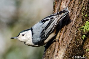 White-breasted Nuthatch - Sitta carolinensis Atlanta, GA - Peachtree Park - February, 2013