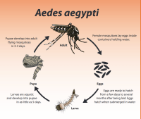 Aedes aegypti life cycle