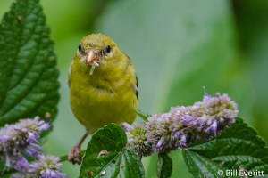 American Goldfinch - Spinus tristis Atlanta, GA - Peachtree Park - July, 2013