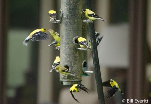 American Goldfinch