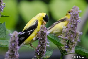 American Goldfinch
