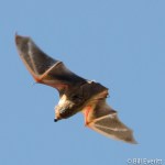 Harris Neck National Wildlife Refuge, GA - January, 2014