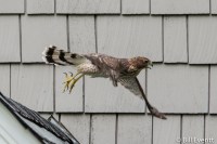 Cooper's Hawk - Accipiter cooperii Atlanta, GA - Peachtree Park - July 12, 2014