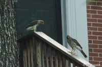Cooper's Hawk