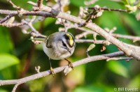 Golden-crowned Kinglet - Regulus satrapa Peachtree Park, Atlanta, GA - March, 2016
