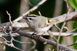 Golden-crowned Kinglet - Regulus satrapa Peachtree Park, Atlanta, GA - March, 2016