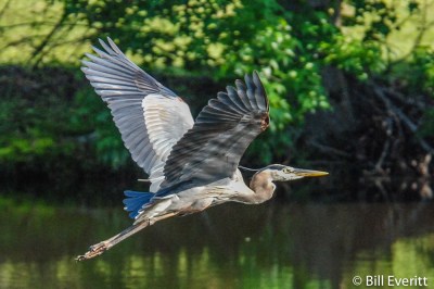 Great Blue Heron - Ardea herodias Tallahassee, FL - April, 2009