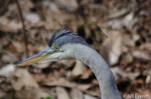 Great Blue Heron - Ardea herodias Atlanta, GA - Peachtree Park - January 1, 2015