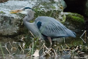 Great Blue Heron - Ardea herodias Atlanta, GA - Peachtree Park - January 11, 2015