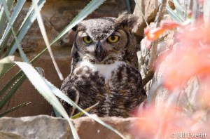 Great Horned Owl - Bubo virginianus Lady Bird Johnson Wildflower Center, Austin TX - April 7, 2015