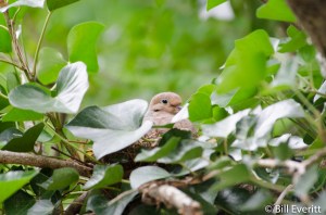 Mourning Dove - Zenaida macroura Atlanta, GA - Peachtree Park - June, 2013