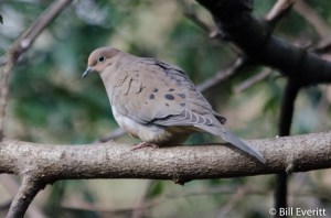 Mourning Dove - Zenaida macroura Peachtree Park, Atlanta, GA - December 31, 2015