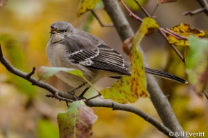 Northern Mockingbird - Mimus polyglottos Peachtree Park, Atlanta, GA - November 18, 2014
