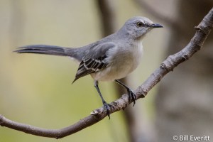Peachtree Park, Atlanta, GA - November, 2015