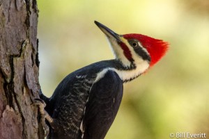 Pileated Woodpecker - Dryocopus pileatus Peachtree Park, Atlanta, GA - November 15, 2014