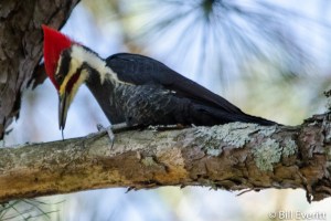 Pileated Woodpecker - Dryocopus pileatus Peachtree park, Atlanta, GA - November 15, 2014