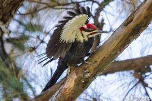 Pileated Woodpecker - Dryocopus pileatus Peachtree Park, Atlanta, GA - November 15, 2014