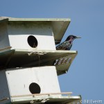 Purple Martin