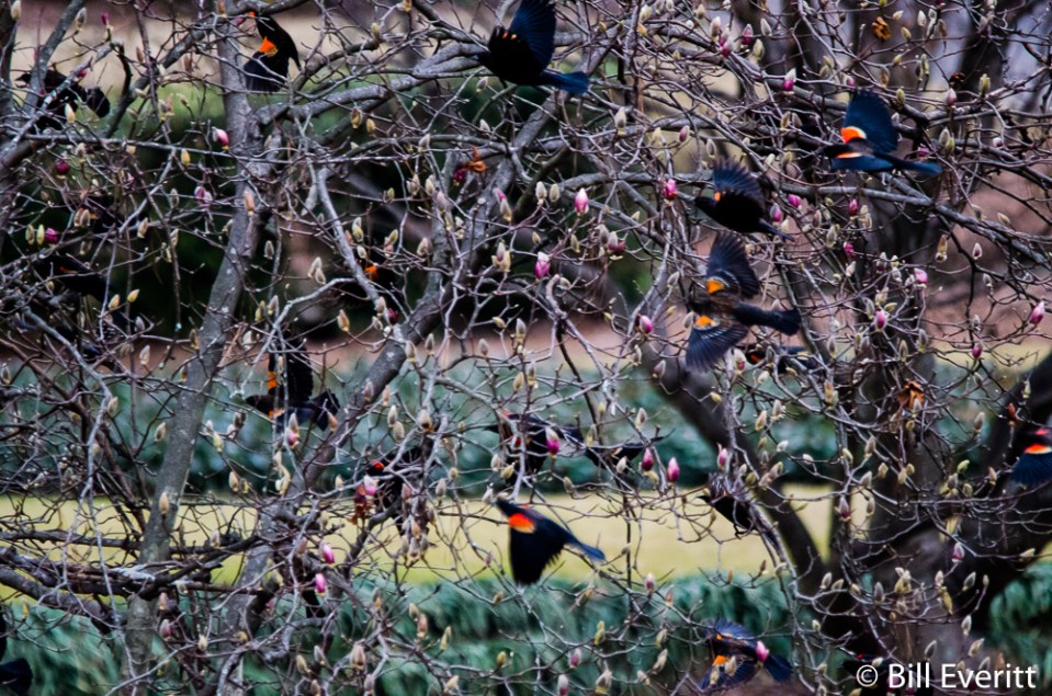 Red-winged Blackbird - Agelaius phoeniceus Peachtree Park, Atlanta, GA - February 1, 2016